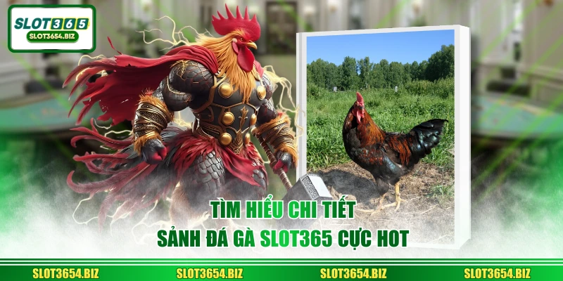 Tìm hiểu chi tiết sảnh đá gà SLOT365 cực hot