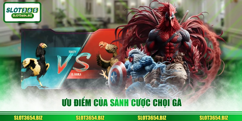 Ưu điểm của sảnh cược chọi gà